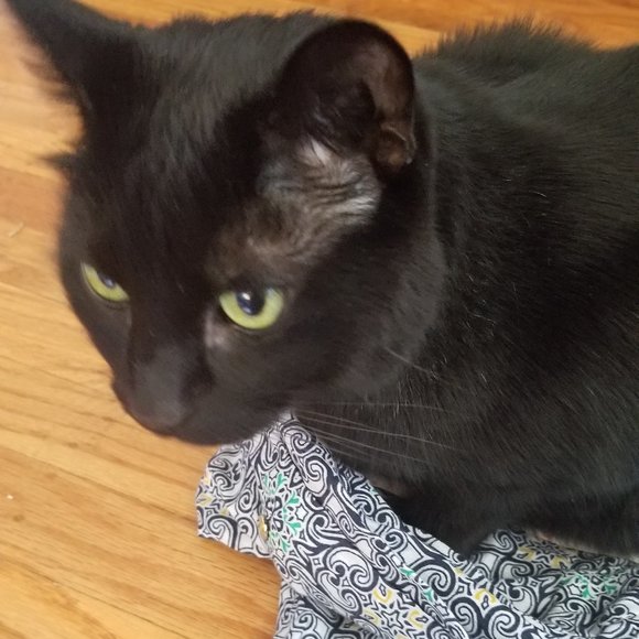 NWOT Charter Club Women's Linen Large Button Down - Picture 13 of 16